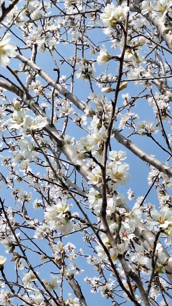 Flowers in an almond tree