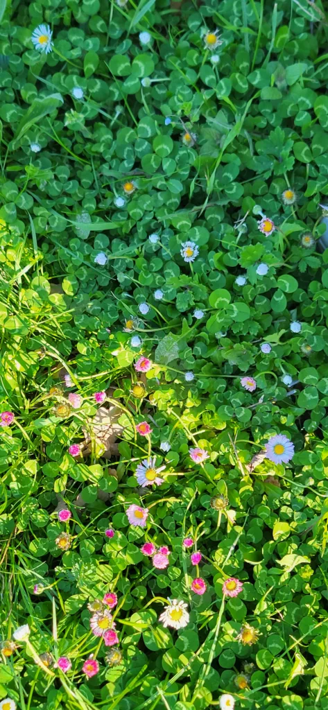 White ground flowers