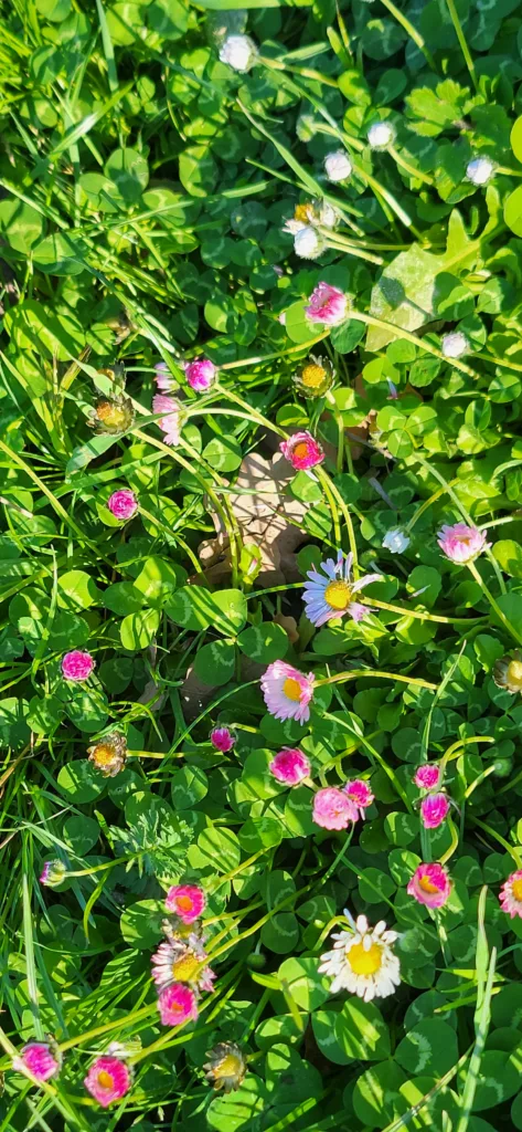 Pink ground flowers