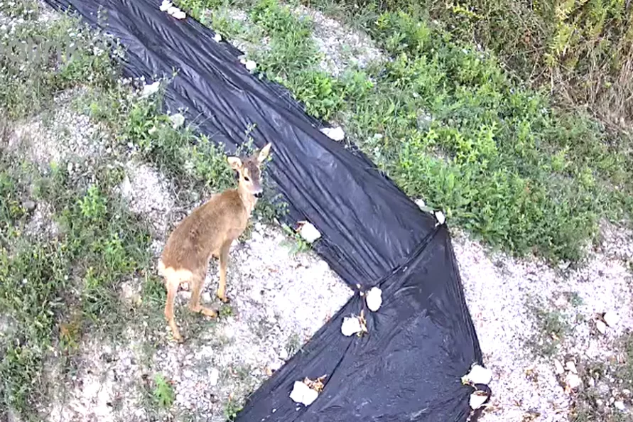 Wildlife Ripatransone