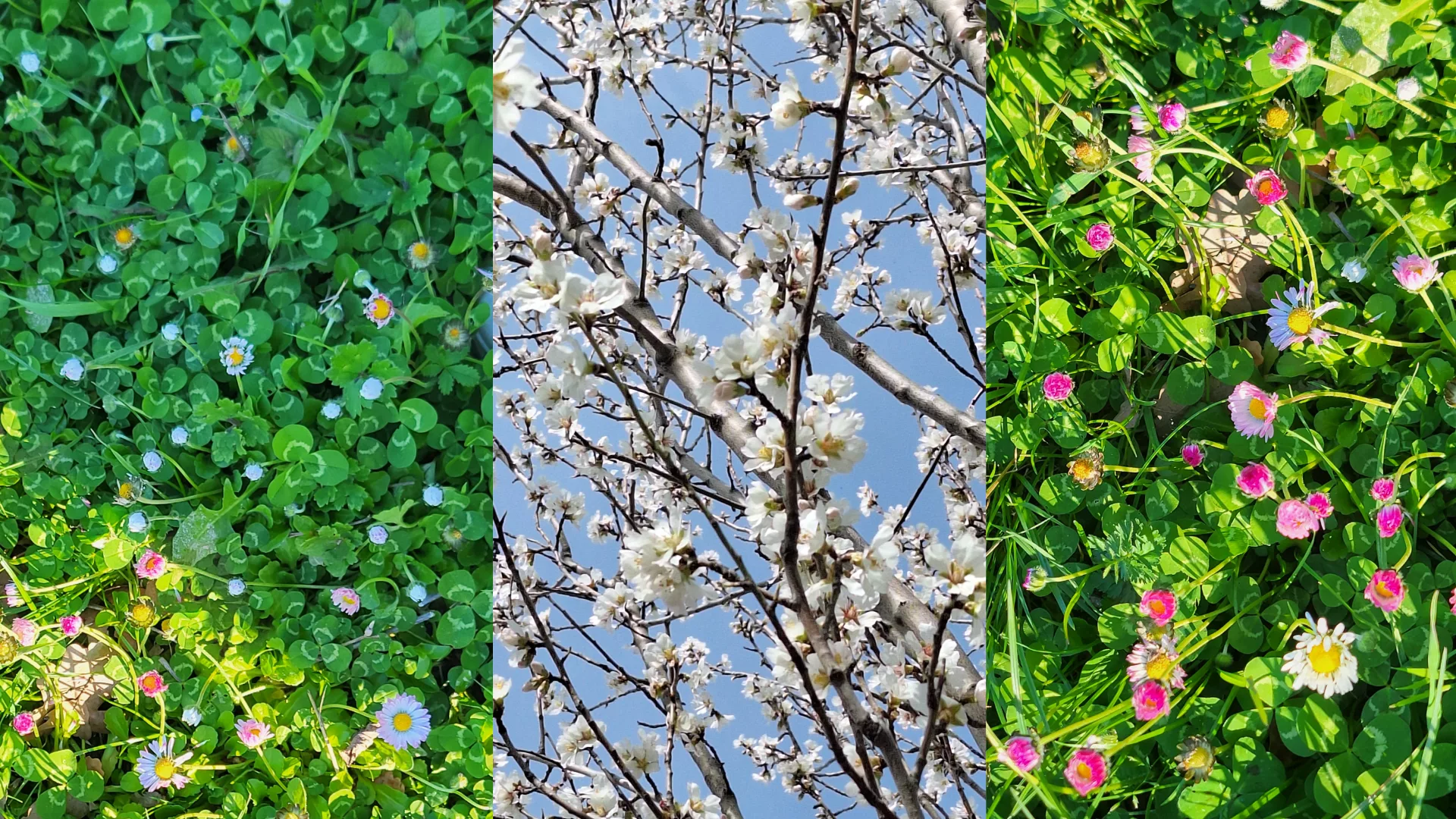 Flowers on our land